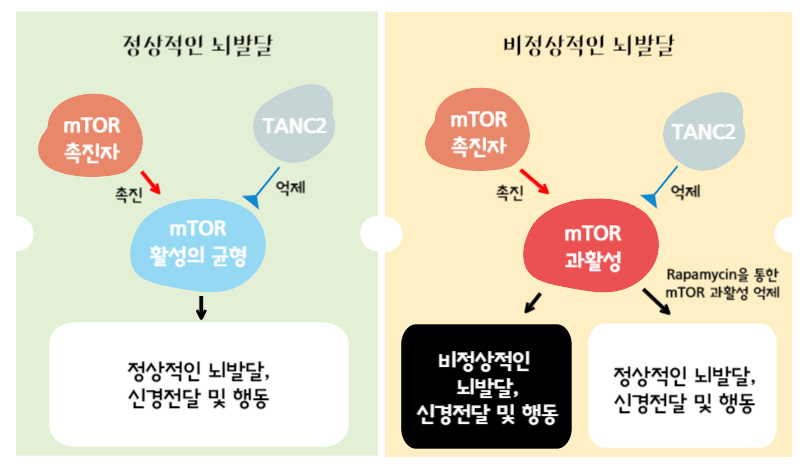 TANC2에 의한 mTOR 신호전달체계의 균형 유지 모식도